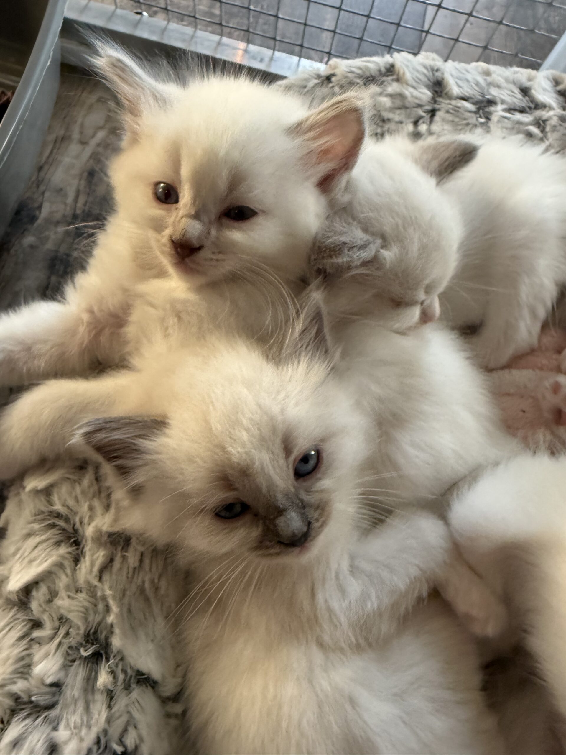 Ragdoll Dreams Geesberg